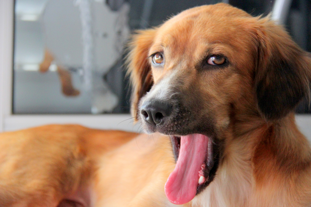 LINGUAGEM do CACHORRO e os SINAIS de CALMA - Guia completo