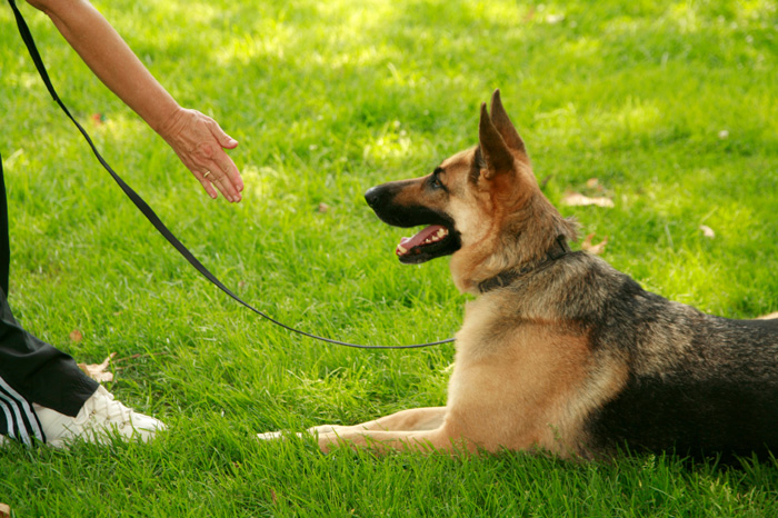 LINGUAGEM do CACHORRO e os SINAIS de CALMA - Guia completo