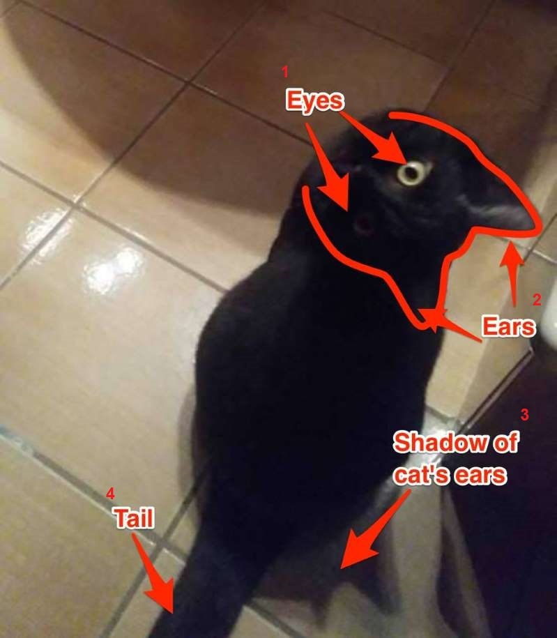 Gato ou corvo? Foto se espalha na Internet e confunde até o Google